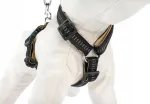 Koerte rakmed Happet Soft Style S, mustad, reguleeritavad, helkuritega