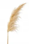 Kuivatatud looduspampaste hein, liivakarva, 120 cm, 1 tk, XL, BOHO dekoratsioon