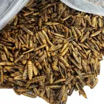 Kuivatatud ussid n&auml;rilistele, murumurudele, j&auml;nestele, rottidele, siilidele PUFFY, 250 g