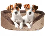 Koera pesa Jack Russell terjerile ja Malta bichonile