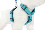 Reguleeritavad Soft Style S koera rakmed, sinised