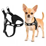 Koerte valjad TRE PONTI Zebra, Yorki ja Chihuahua jaoks, 32&ndash;45 cm, suurus 1