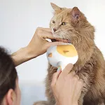 Masseeriv oranž hari lemmikloomade karvale, Pet Style B