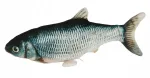 Kassim&auml;nguasi &bdquo;Jumping Fish&ldquo;, 28 cm, Kerbl