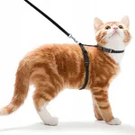 Reguleeritavad mustad Ducomi Meow kassirihmad koos jalutusrihmaga