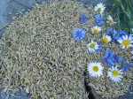 &Ouml;koloogilised kaerad j&auml;nestele, 20 kg