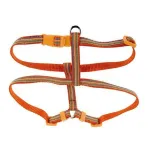 Koera rakmed ZOLUX COLOR LINE, 10 mm, oranžid