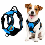 Koera rakmed BLUE GUARD M, 38&ndash;71 cm, taksile, mopsile, Jack Russelli terjerile