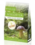 Elusate okaspuude ja lehtpuude m&uuml;tseel MYCORRHIZA