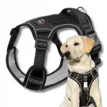 GUARD BOSTON peegeldavad mustad koera rakmed, suurus S