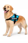 Koera valjad Julius-K9 IDC Powerharness 2XL, suurus 3, akvamariin, 82&ndash;115 cm