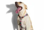 Koera valjad Zee Dog Hawaiian Climate Mahalo, XS