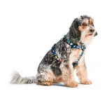 Koera rakmed John Dog Barcelona, S, sinised