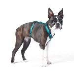 Koera rakmed John Dog City Guard, XS