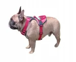 Koera rihmad Guard French Bulldog, suurus M, jalutuskoolituseks