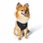 Koerte rindkerev&ouml;&ouml; John Dog Black, must, XS