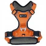 Koerte rakmed Petlando, oranžid, suurus S, 46&ndash;56 cm