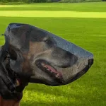 Kaitsemask koertele, suurus XL, jalutusk&auml;ikudele ja reisidele