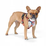 John Dog Tokyo koerarihmad, suurus S