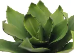 EUROPALMS Agave kunsttaim, EVA, roheline, 35 cm 82530576