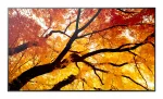 Sharp MultiSync PN-M752 189,2 cm (74,5 tolli) LED 550 cd/m&sup2; 4K Ultra HD Must 24/7