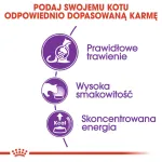 Royal Canin Sensible 33 kuiv kassitoit, 2 kg