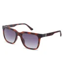 POLICE Meeste SPLN34M540878 P&auml;ikeseprillid Havana atsetaatraamiga, pruunid l&auml;&auml;tsed, 54 mm