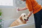 Virbac Allerderm sensitive skin - shampoo for dogs and cats - 250 ml