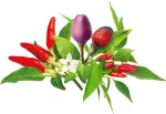 Click & Grow Plant Pod Chilli Pepper Mix 9tk