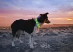Noname Anicoll LED Collar for Dogs and Cats Green