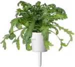 Click & Grow Smart Garden refill Shungiku 3tk