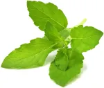 Click & Grow Smart Garden refill P&uuml;ha basiilik 3tk