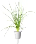Click & Grow Smart Garden Refill Roheline sibul 3tk
