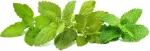 Click & Grow Plant Pod Calming Tea Mix 9tk