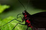 Panasonic Lumix S 100mm f/2.8 Macro objektiiv