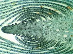 Noname Delta Optical BioStage II Microscope