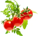 Click & Grow Smart Garden refill Minitomat 3tk