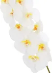 Home4you Orhidee IN GARDEN H92cm, valge phalaenopsis
