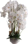Home4you Orhidee GARDEN QUEEN H102cm, valge