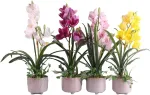 Home4you Orhidee GARDEN QUEEN H70cm, kollane