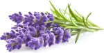 Click & Grow Plant Pod Lavendel 9tk
