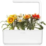 Click & Grow Smart Garden Refill S&auml;rav gasaania 3tk