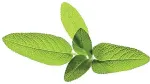 Click & Grow Smart Garden refill Aedsalvei 3tk