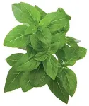 Click & Grow Smart Garden refill K&auml;&auml;busbasiilik 3tk