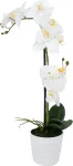 Home4you Valge orhidee 2 oksaga IN GARDEN, H51cm, valge pott