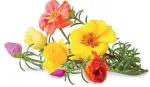 Click & Grow Smart Garden refill Mururoos 3tk