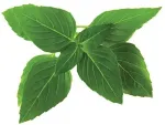 Click & Grow Smart Garden refill Tai basiilik 3tk