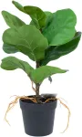 Home4you Kunsttaim GREENLAND H35cm, "Clusia rosea"