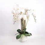 Home4you Orhidee GARDEN QUEEN H68cm, valge