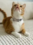 ZOLUX Chatouille beige - cat collar
